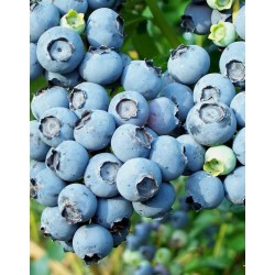 Arandano Azul de Tierra Seca o Dryland Blueberry (Vaccinium pallidum)