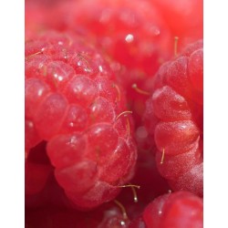 Frambuesa Roja (Rubus Idaeus)