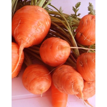Zanahoria Morada