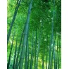 Bambú Gigante Moso