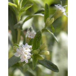 Stevia (200 semillas)