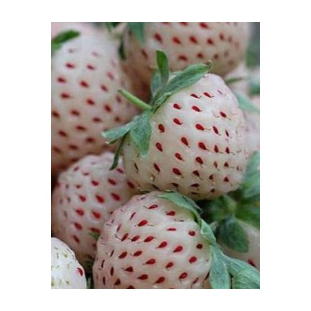 Fresas Blancas o Pineberry