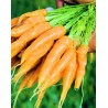 Zanahorias Baby 1000 Semillas