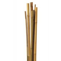 Pack10 Tutor de Bambú para sujetar Plantas 6/8mm (60cm)