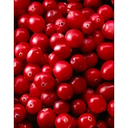Arándano Rojo Americano (American Cranberry - Vaccinium macrocarpon)