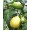 Guayaba (Psidium guajava, Guava, Guayaba Manzana)