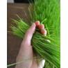Trigo para hierba de trigo - calidad R1